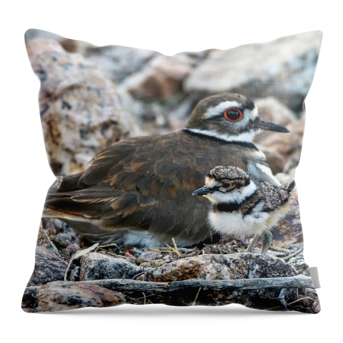 Kildeer Throw Pillow featuring the photograph Kildeer Adult and Chick 6019-041818-1cr by Tam Ryan