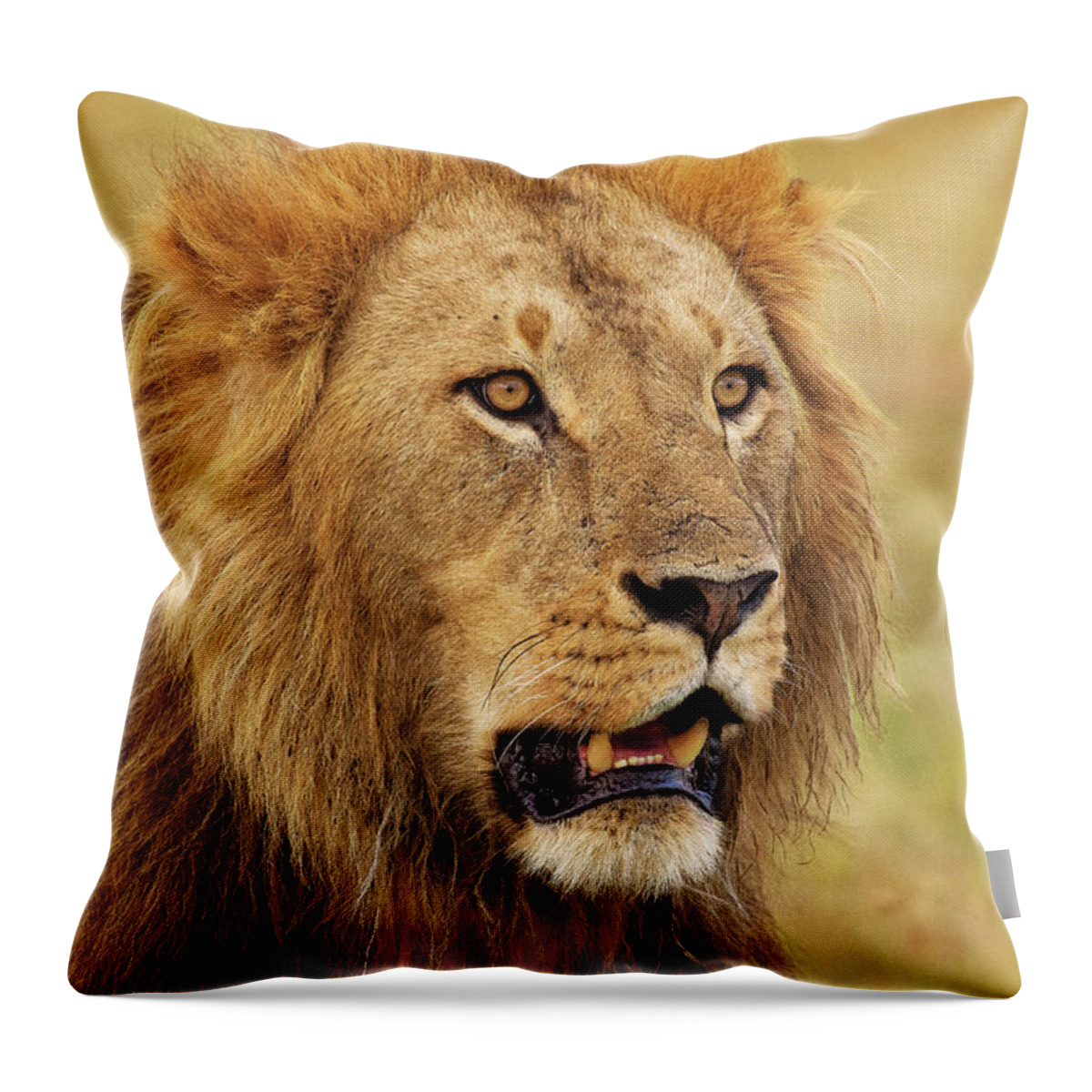 Africa Throw Pillow featuring the photograph King of Beasts by Mitchell R Grosky