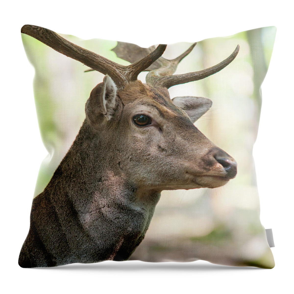 Jenny Rainbow Fine Art Photography Throw Pillow featuring the photograph King of the Forest 2 by Jenny Rainbow