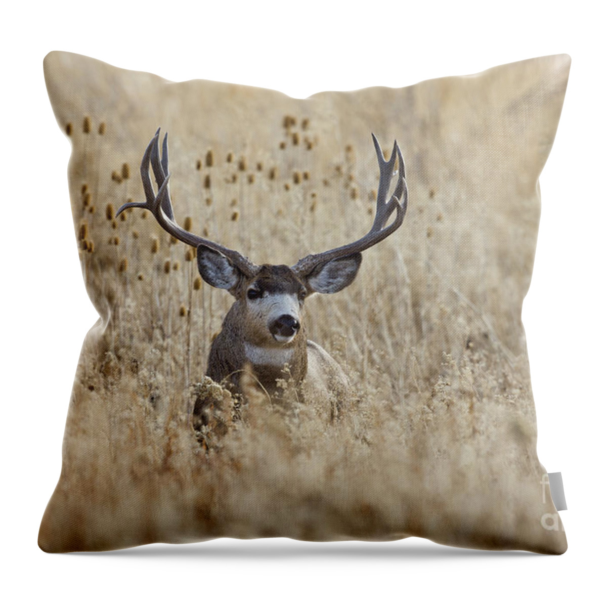 Deer Throw Pillow featuring the photograph King of the Marsh by Douglas Kikendall