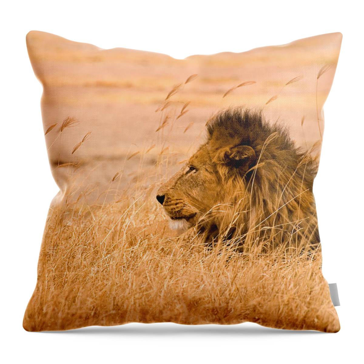 #faatoppicks Throw Pillow featuring the photograph King of The Pride by Adam Romanowicz