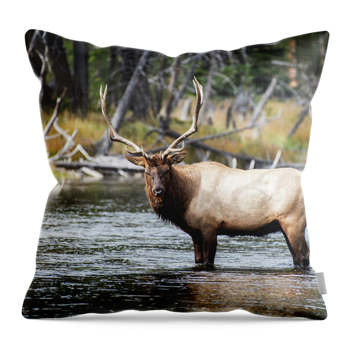 Yellowstone Throw Pillow featuring the photograph King of the River by Scott Read