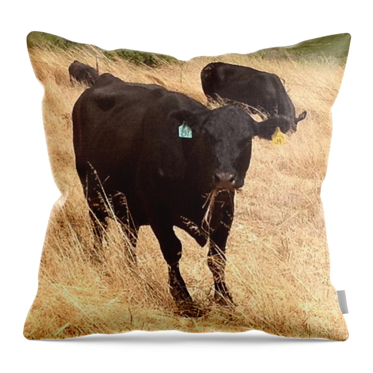 Nofilter Throw Pillow featuring the photograph Cows by Nancy Ingersoll