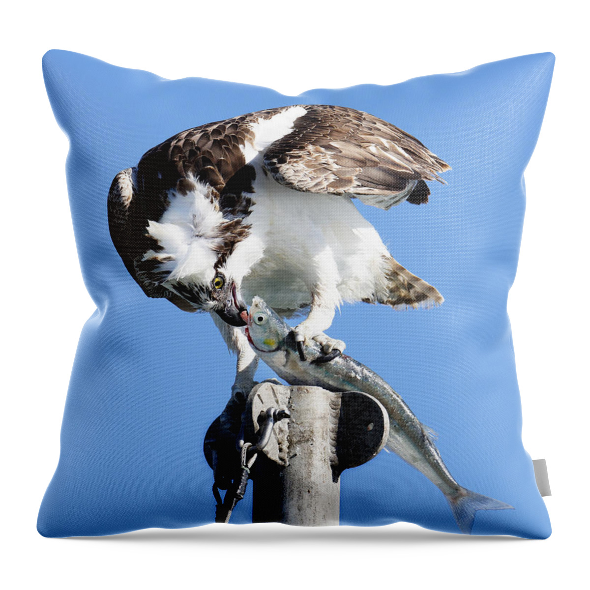 Animals Throw Pillow featuring the photograph Kiss of Death -- Osprey Eating a Jacksmelt in Morro Bay, California by Darin Volpe