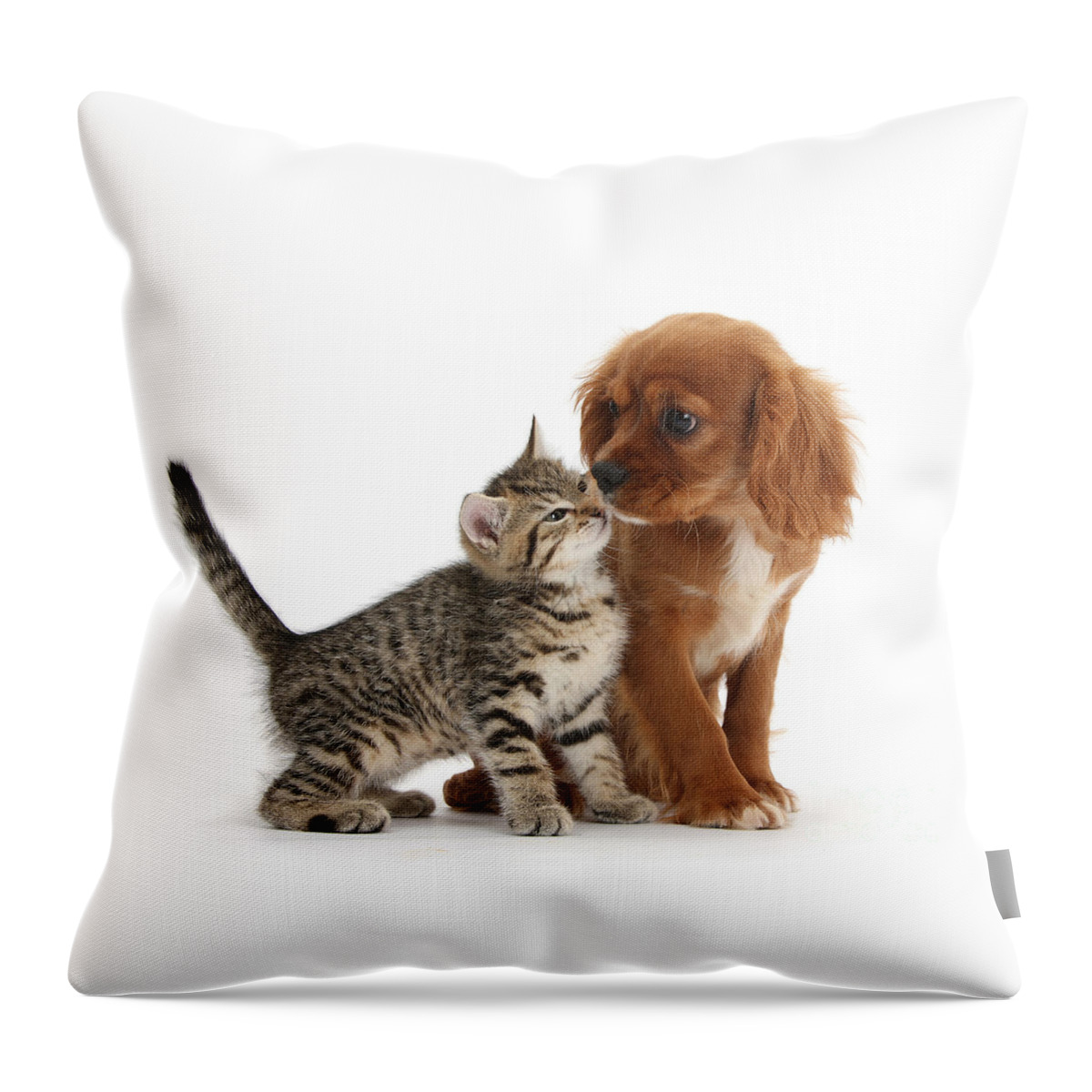 Ruby Cavalier Spaniel Throw Pillow featuring the photograph Kiss Please by Warren Photographic