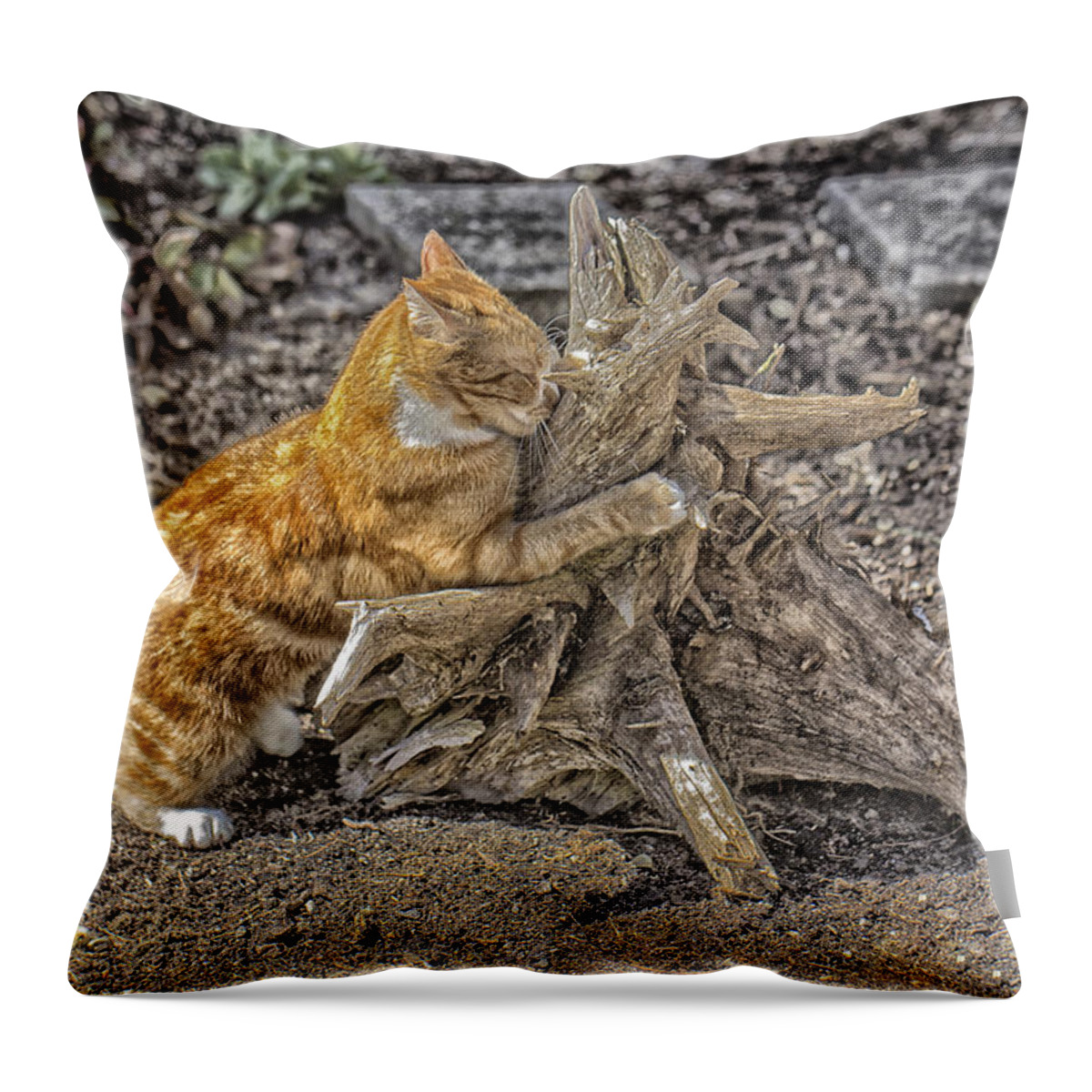 Cat Throw Pillow featuring the photograph Kitty Dreaming by Constantine Gregory