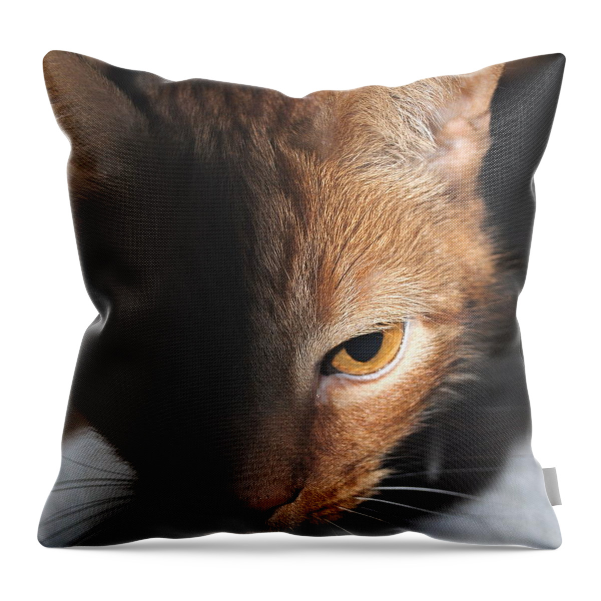 Cat Throw Pillow featuring the photograph Kitty by Jost Houk