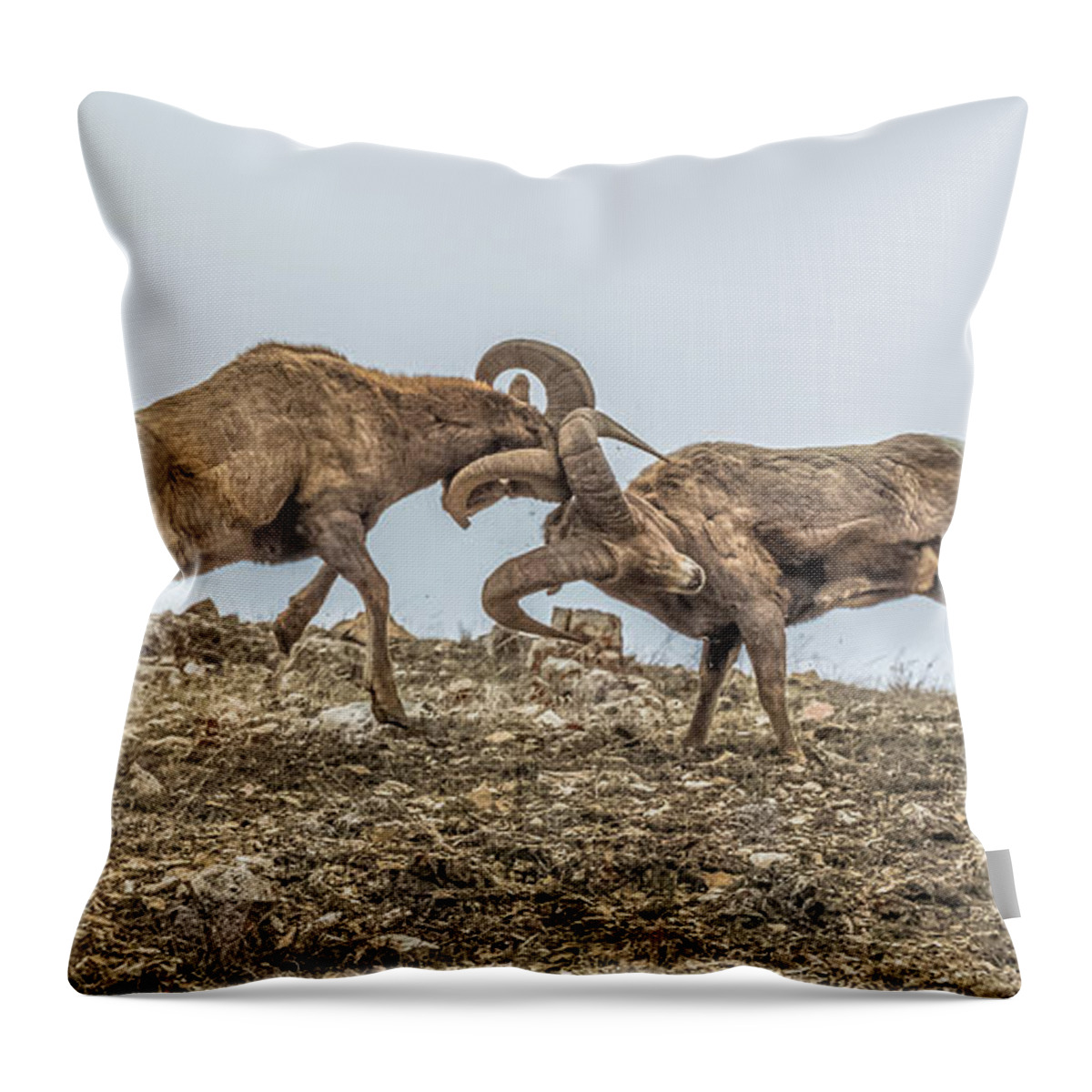 Big-horn Sheep Throw Pillow featuring the photograph Knocked Silly by Yeates Photography