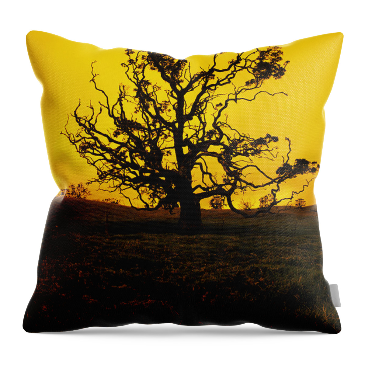 Alone Throw Pillow featuring the photograph Koa Tree Silhouette by Carl Shaneff - Printscapes