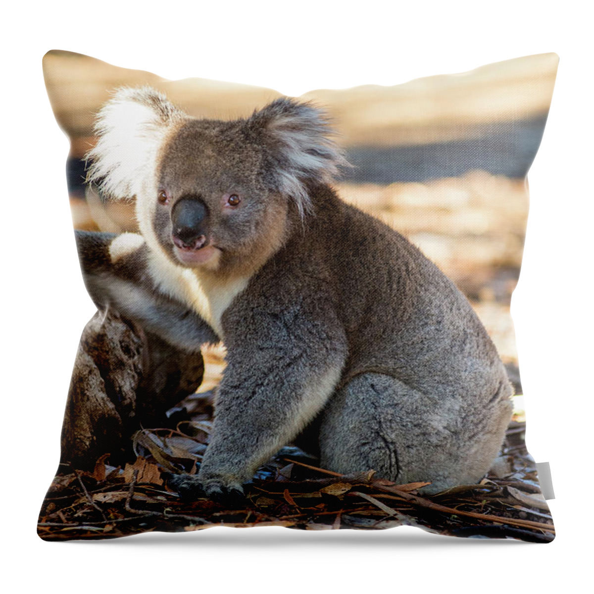 Koala Throw Pillow featuring the photograph Koala by Andrew Michael