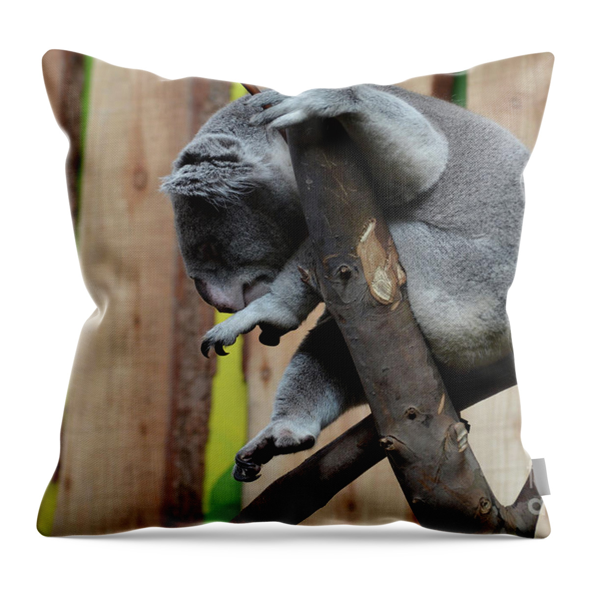 Koala Throw Pillow featuring the photograph Koala Bear with His Toes Curled Sitting in a Tree by DejaVu Designs