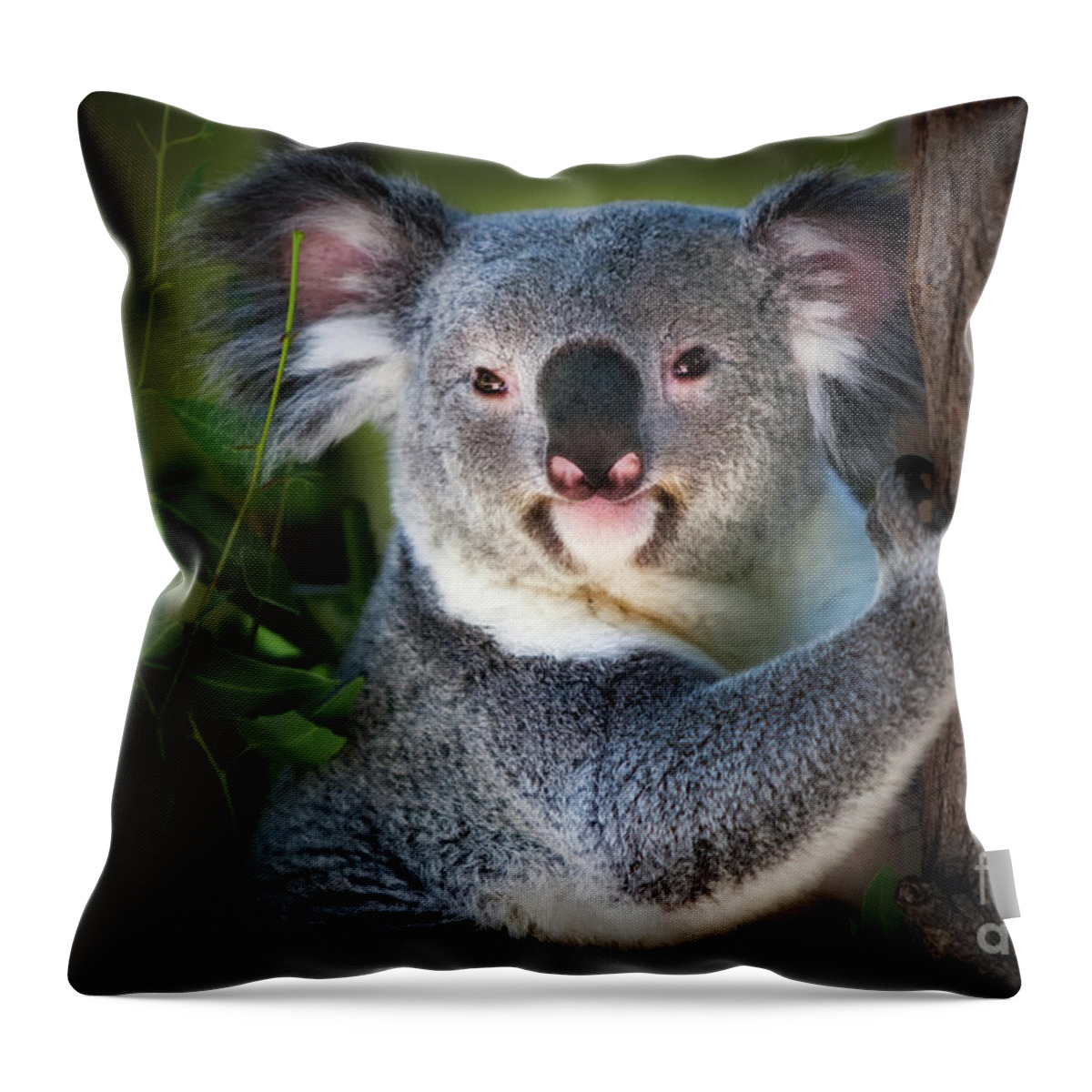 Koala Bear Throw Pillow featuring the photograph Koala by Doug Sturgess