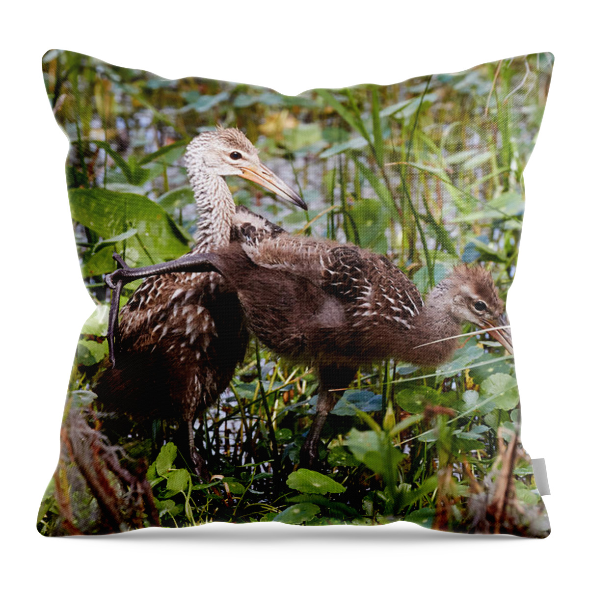 Limpkin Throw Pillow featuring the photograph Kung-fu Limpkins by David Beebe