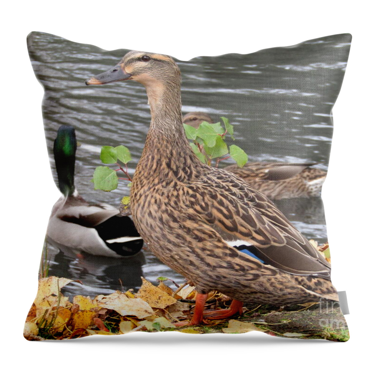 Duck Throw Pillow featuring the photograph Lady Duck by Kim Tran