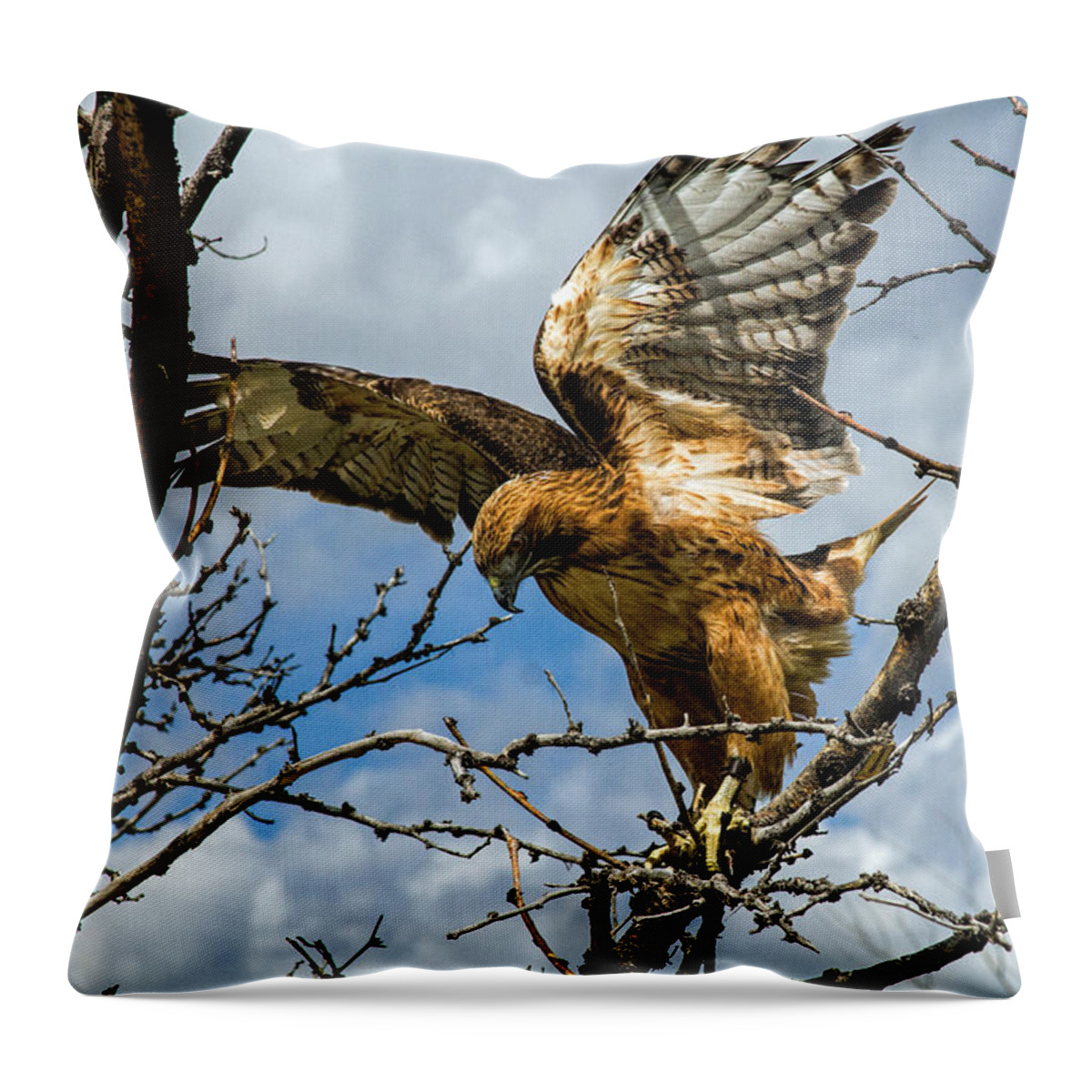 Nature Throw Pillow featuring the photograph Lady Hawke by Alana Thrower
