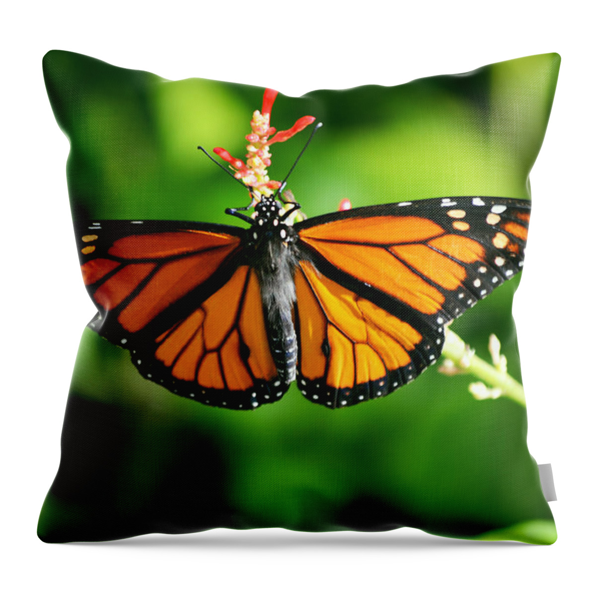 Monarch Throw Pillow featuring the photograph Lady Monarch by Melanie Moraga