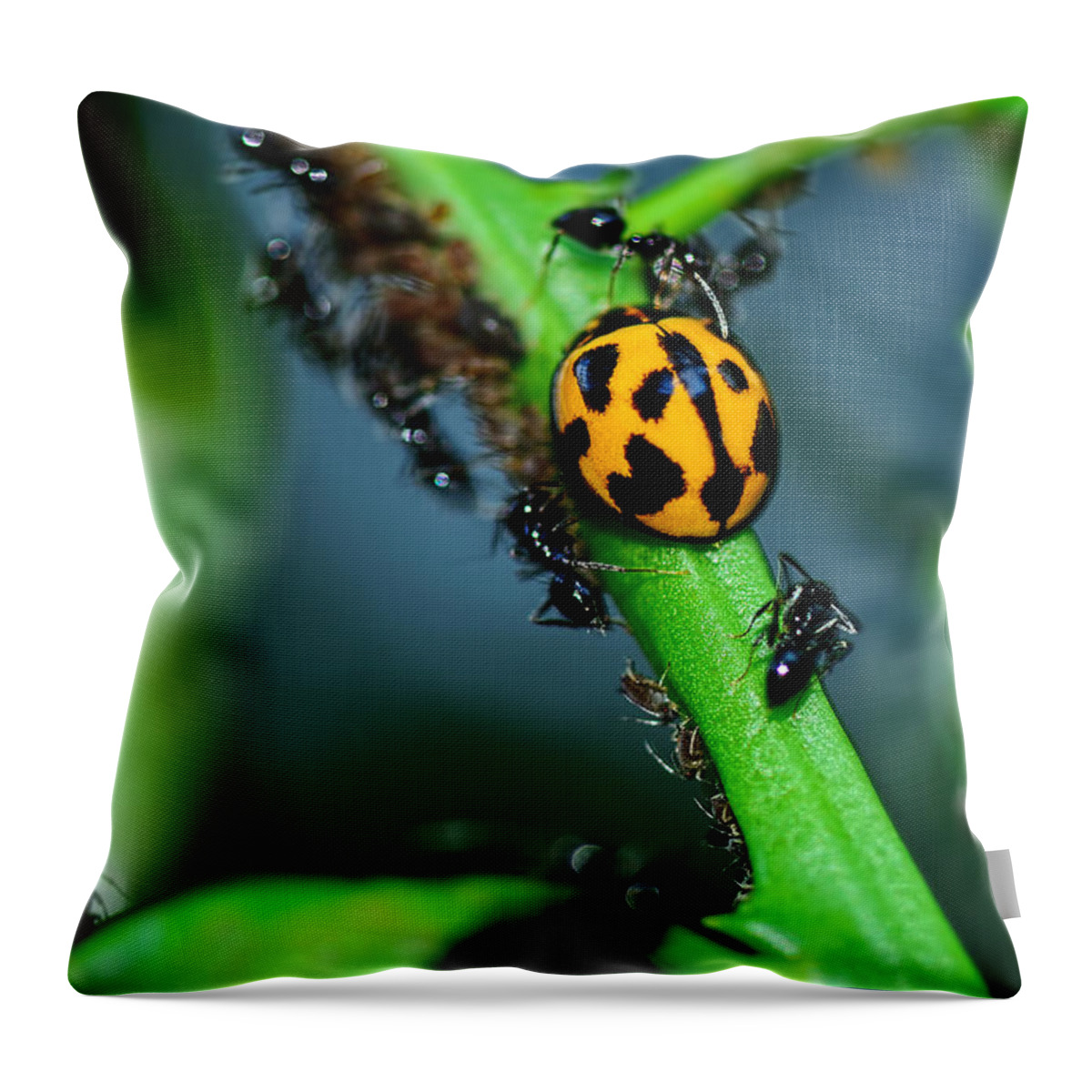 Photography Throw Pillow featuring the photograph Ladybird and the Ants 2 by Kaye Menner by Kaye Menner