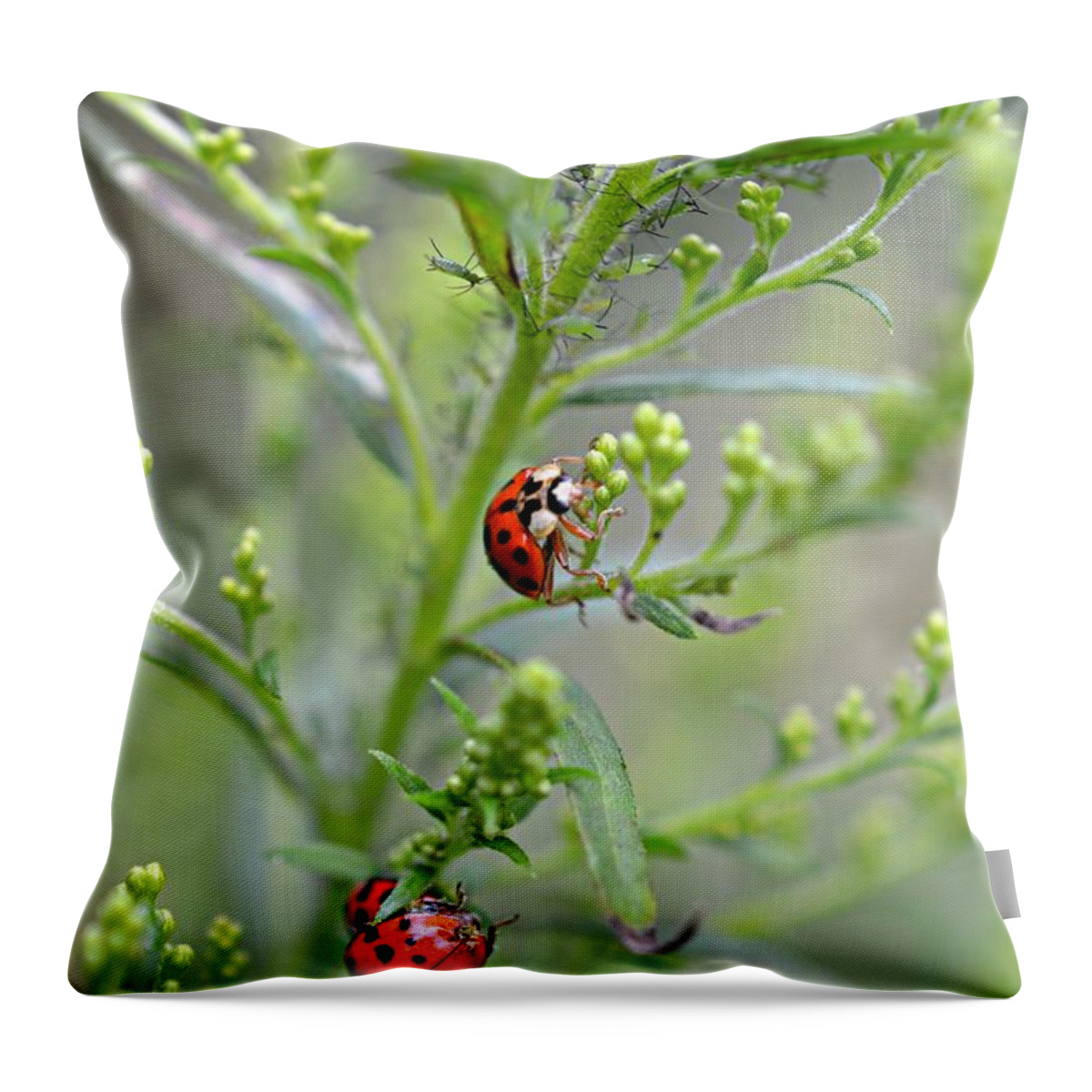 Ladybug Throw Pillow featuring the photograph Ladybug Ladybug... by Lila Fisher-Wenzel