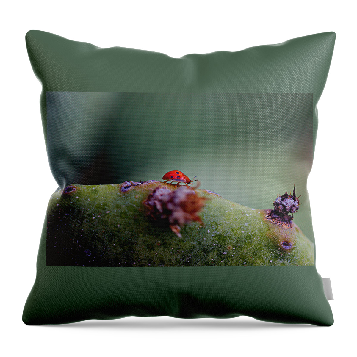 James Smullins Throw Pillow featuring the photograph Ladybug on Prickly pear cactus by James Smullins