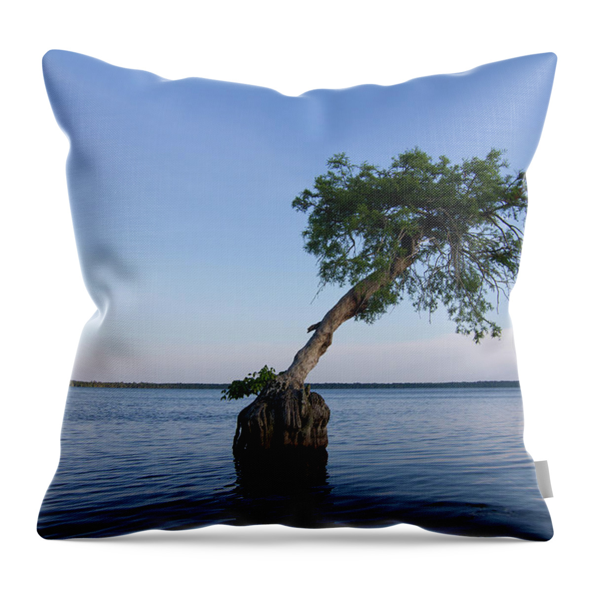 Tree Throw Pillow featuring the photograph Lake Disston Cypress #1 by Paul Rebmann