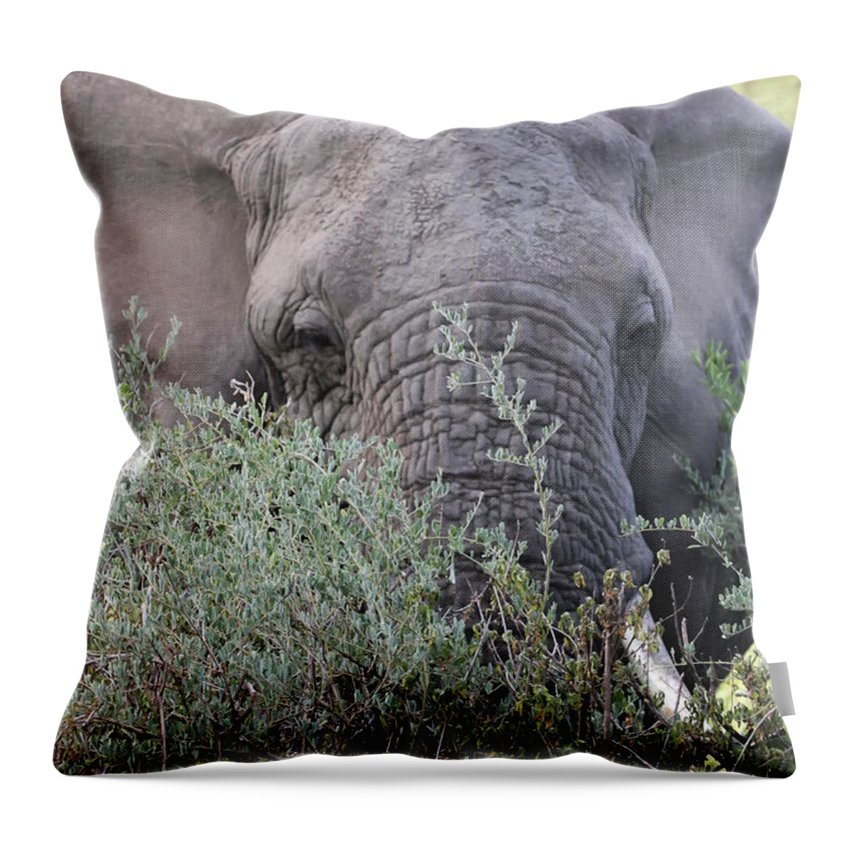 Gary Hall Throw Pillow featuring the photograph Lake Manyara Elephant by Gary Hall