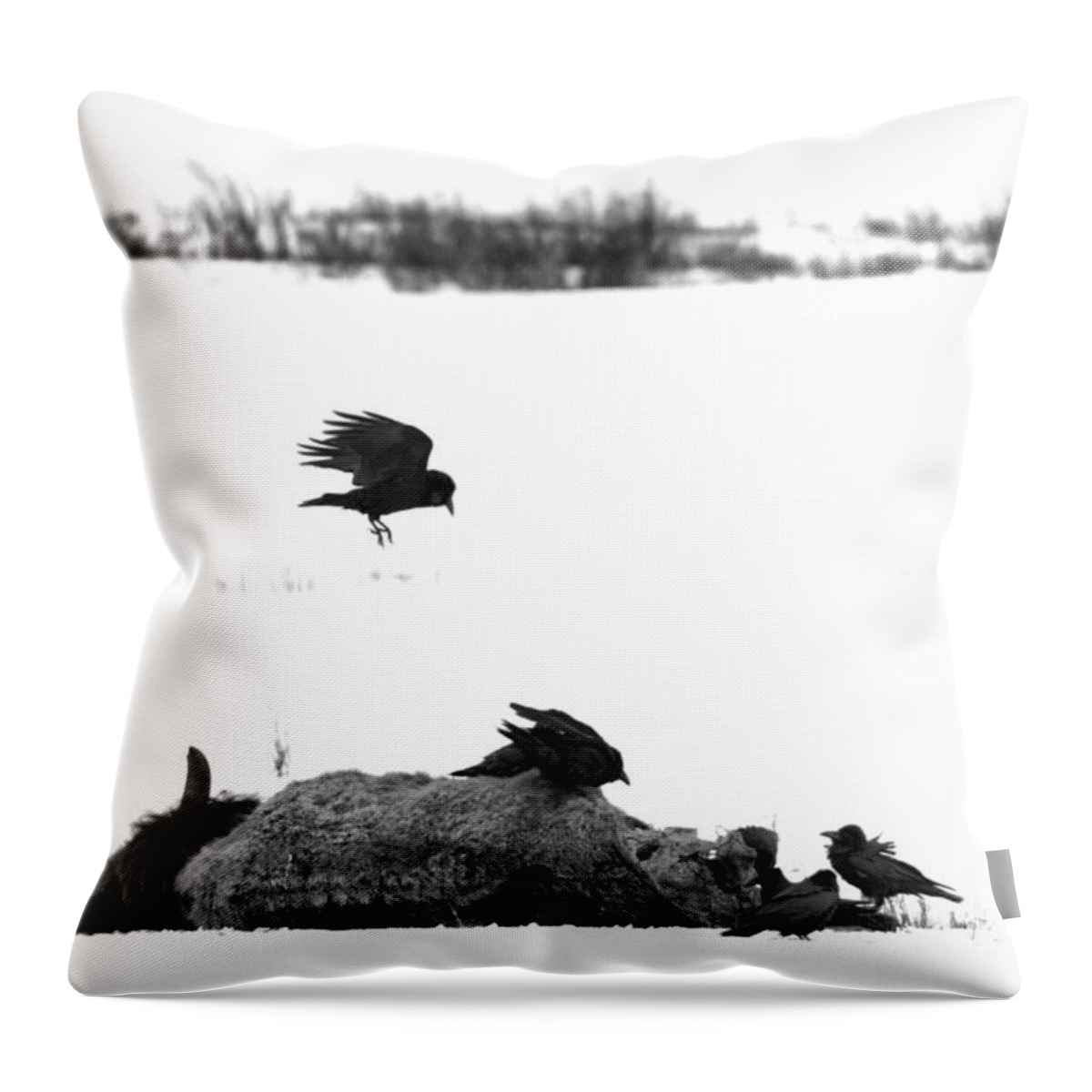 Ravens Throw Pillow featuring the photograph Lamar Valley Scavengers Black And White by Adam Jewell