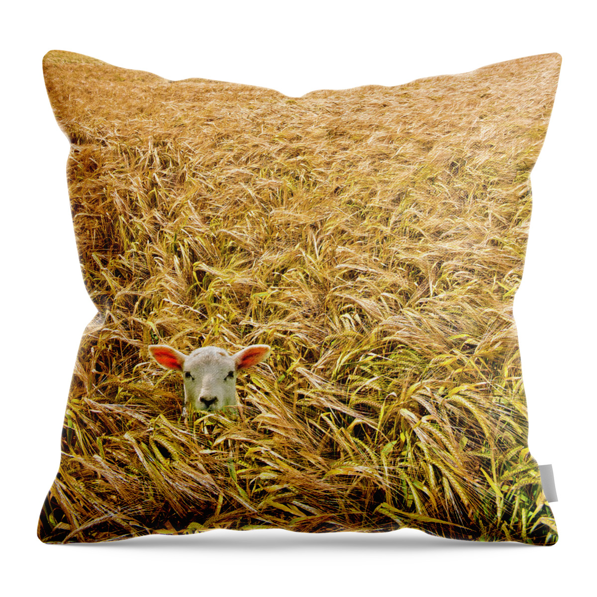 Sheep Throw Pillow featuring the photograph Lamb With Barley by Meirion Matthias