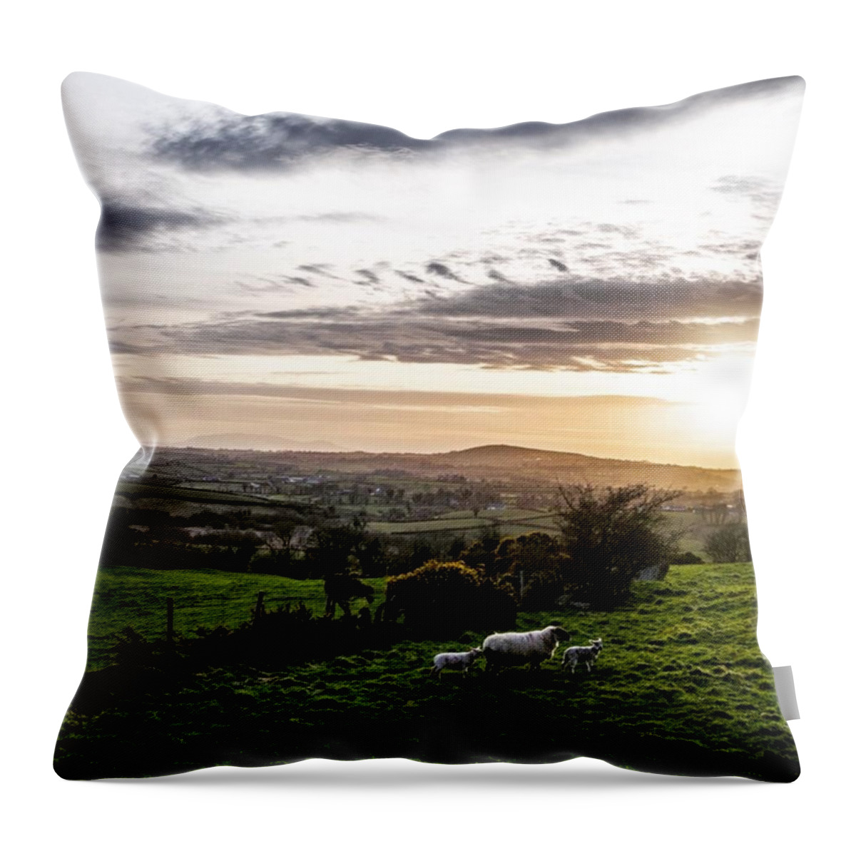 Sheep Throw Pillow featuring the photograph Lambs by Aleck Cartwright