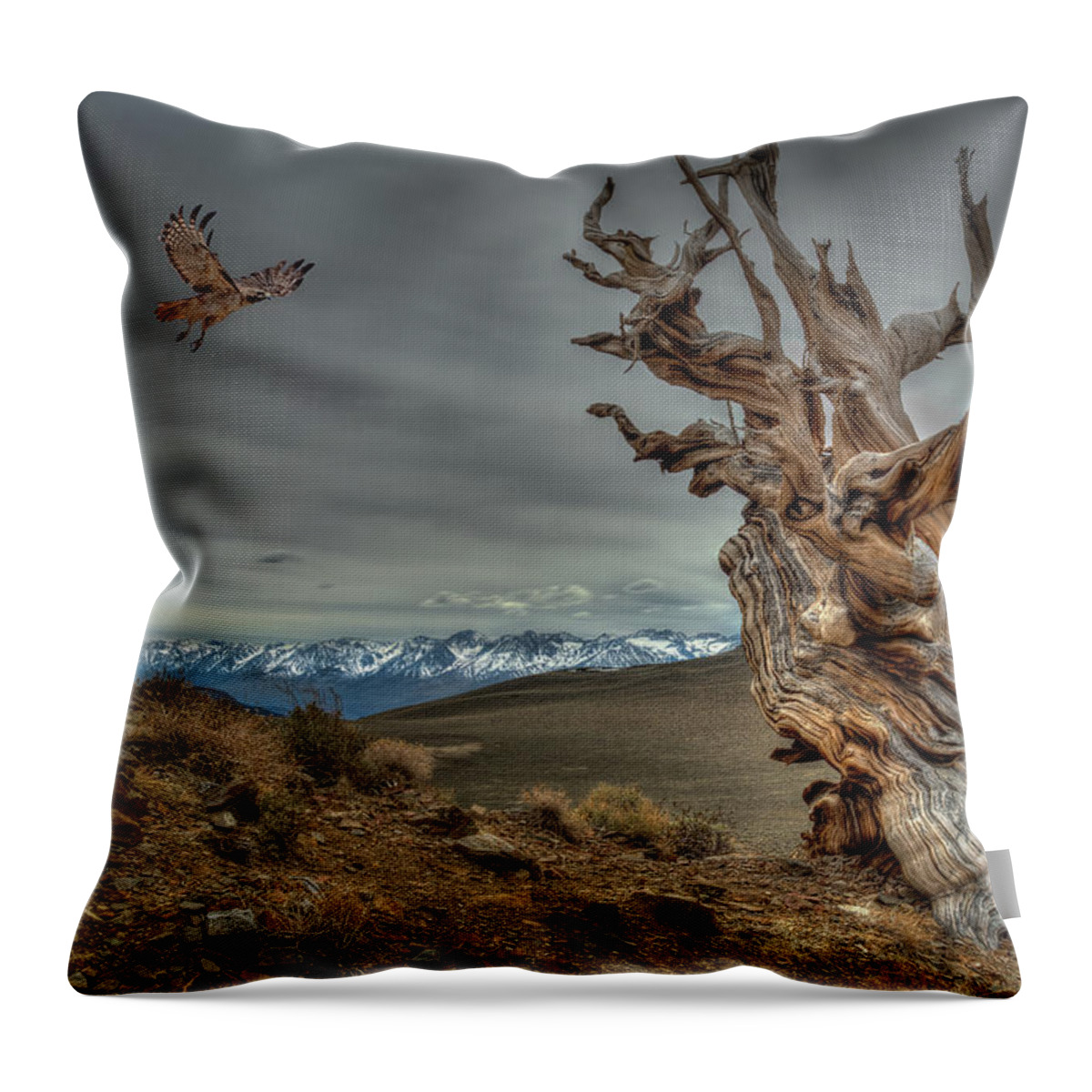 Bristle-cone Pine Throw Pillow featuring the photograph Landing on Bristlecone Pine by Rick Strobaugh