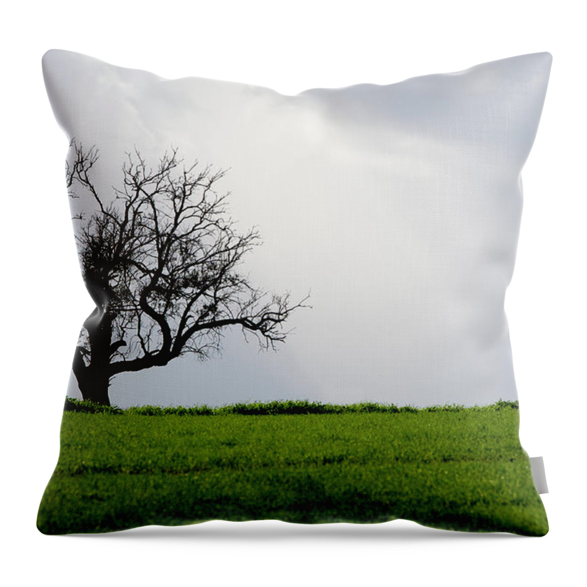 Olive Tree Throw Pillow featuring the photograph Landscape, Lonely olive tree in a green meadow by Michalakis Ppalis