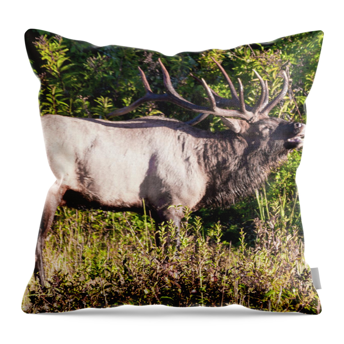 Bull Throw Pillow featuring the photograph Large Bull Elk Bugling by D K Wall