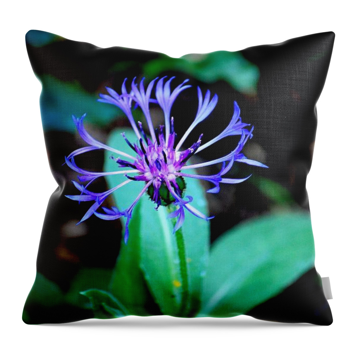Digital Photograph Throw Pillow featuring the photograph Last Flower in the garden by David Lane