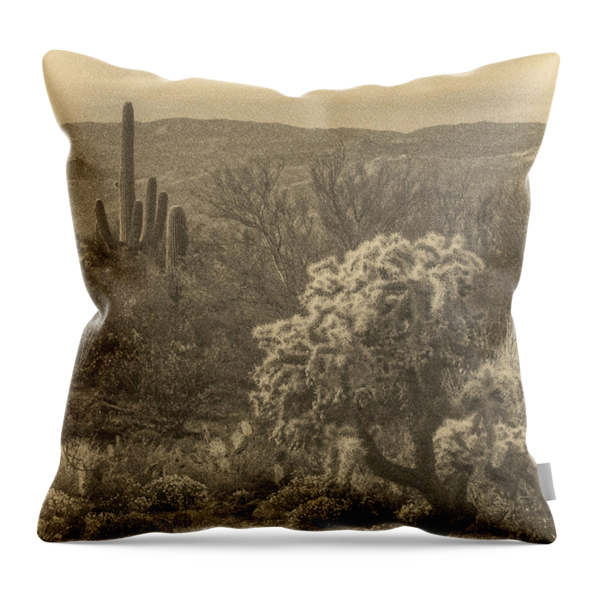 Teddy Bear Cholla Throw Pillow featuring the photograph Last Light before Night ant by Theo O'Connor