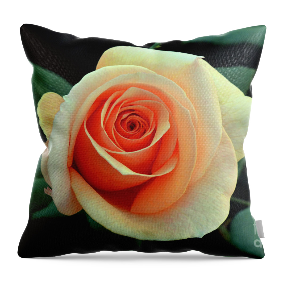 Rose Throw Pillow featuring the photograph Last Roses of Autumn by Debby Pueschel