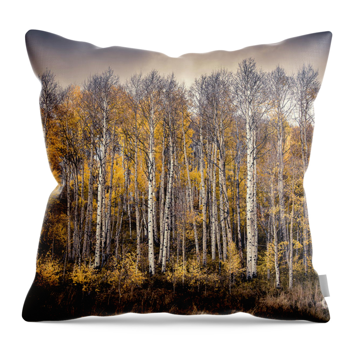 Aspen Trees Throw Pillow featuring the photograph Late Fall by The Forests Edge Photography - Diane Sandoval