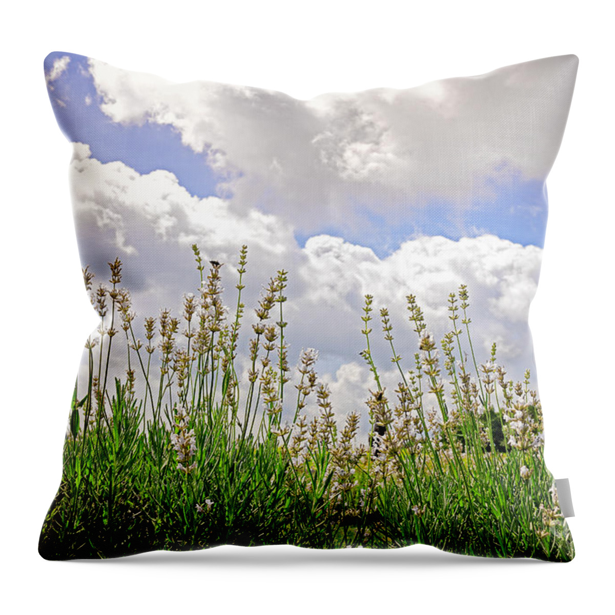 Lavender Throw Pillow featuring the photograph Lavender augustifolia alba by Charline Xia