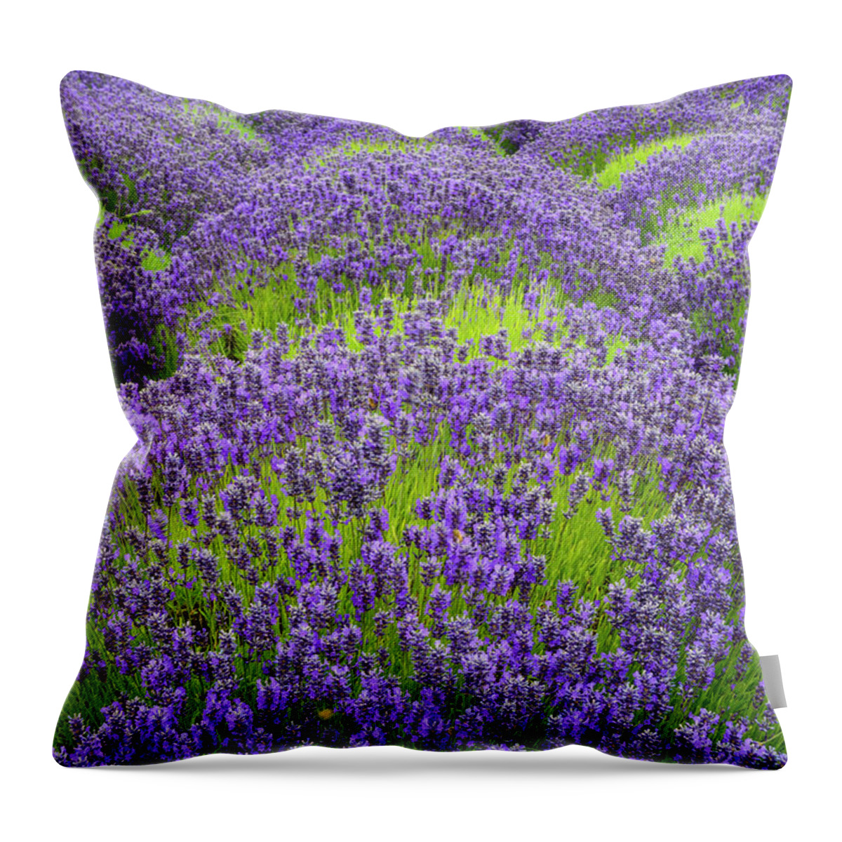 Flowers Throw Pillow featuring the digital art Lavender in blooming by Michael Lee