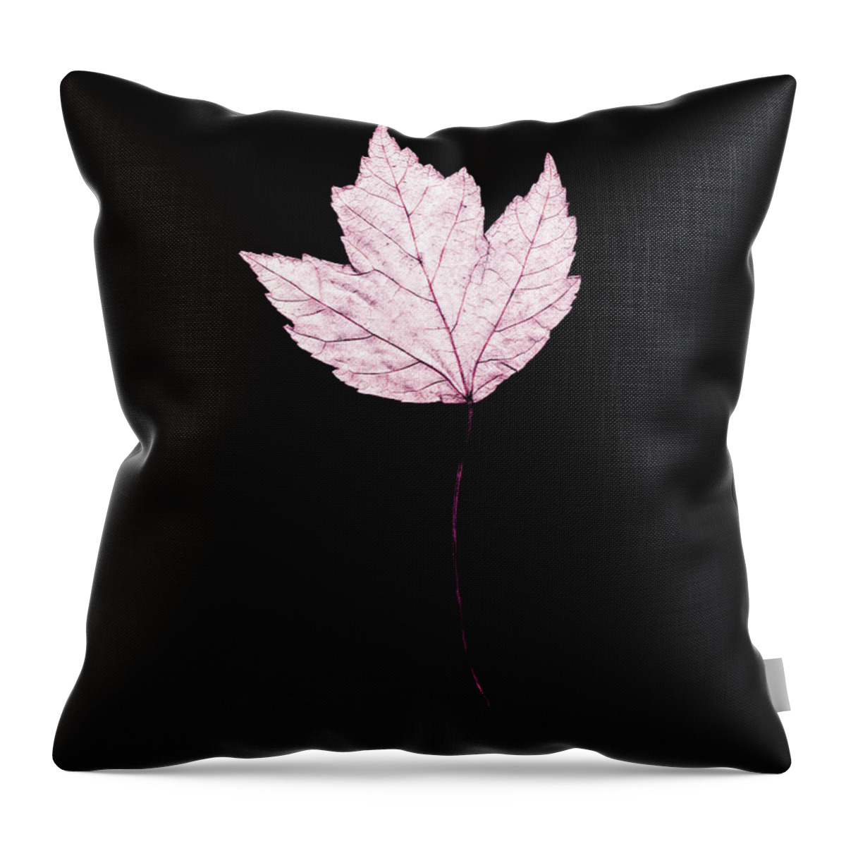 Lavender Throw Pillow featuring the photograph Lavender Leaf on Black by Connie Fox