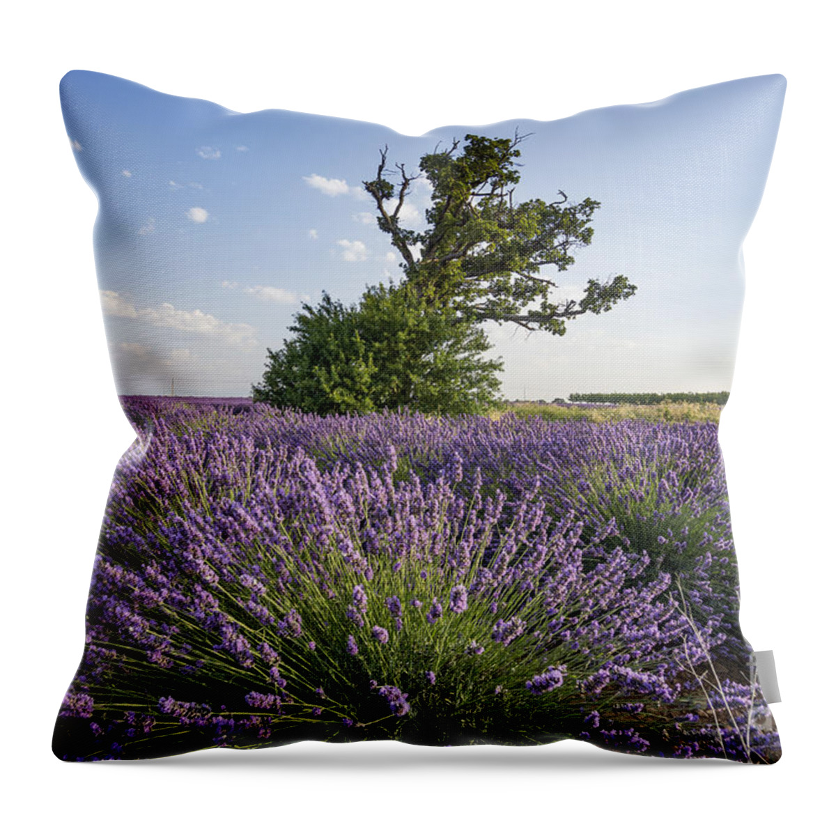 Agrarian Throw Pillow featuring the photograph Lavender Provence by Juergen Held