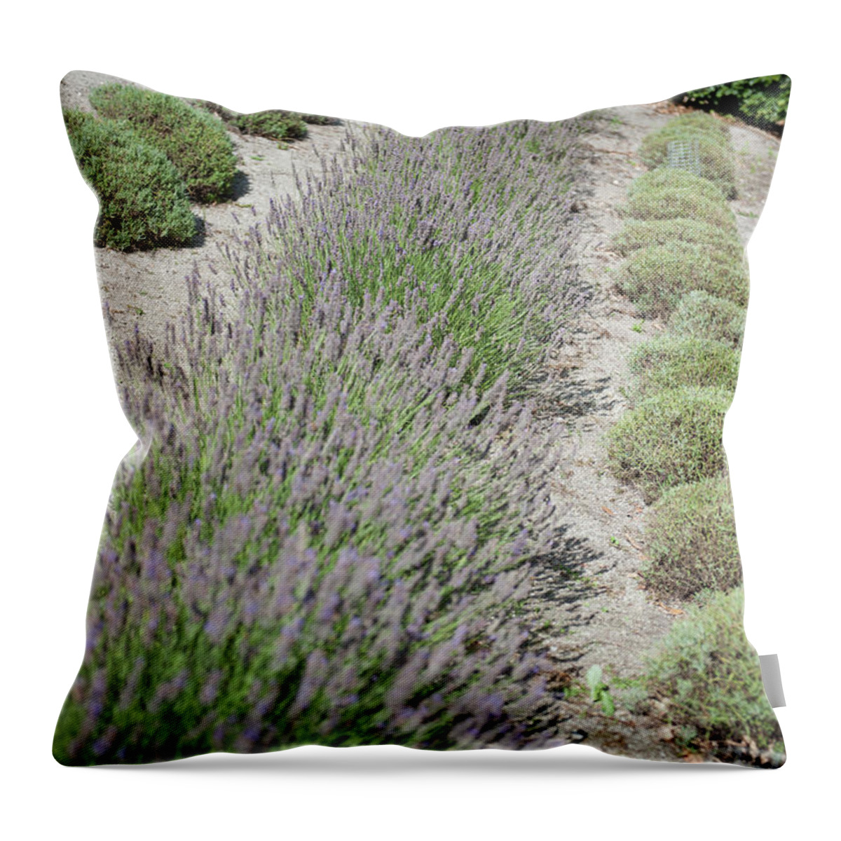 Eden Project Throw Pillow featuring the photograph Lavender Row No. 2 by Helen Jackson