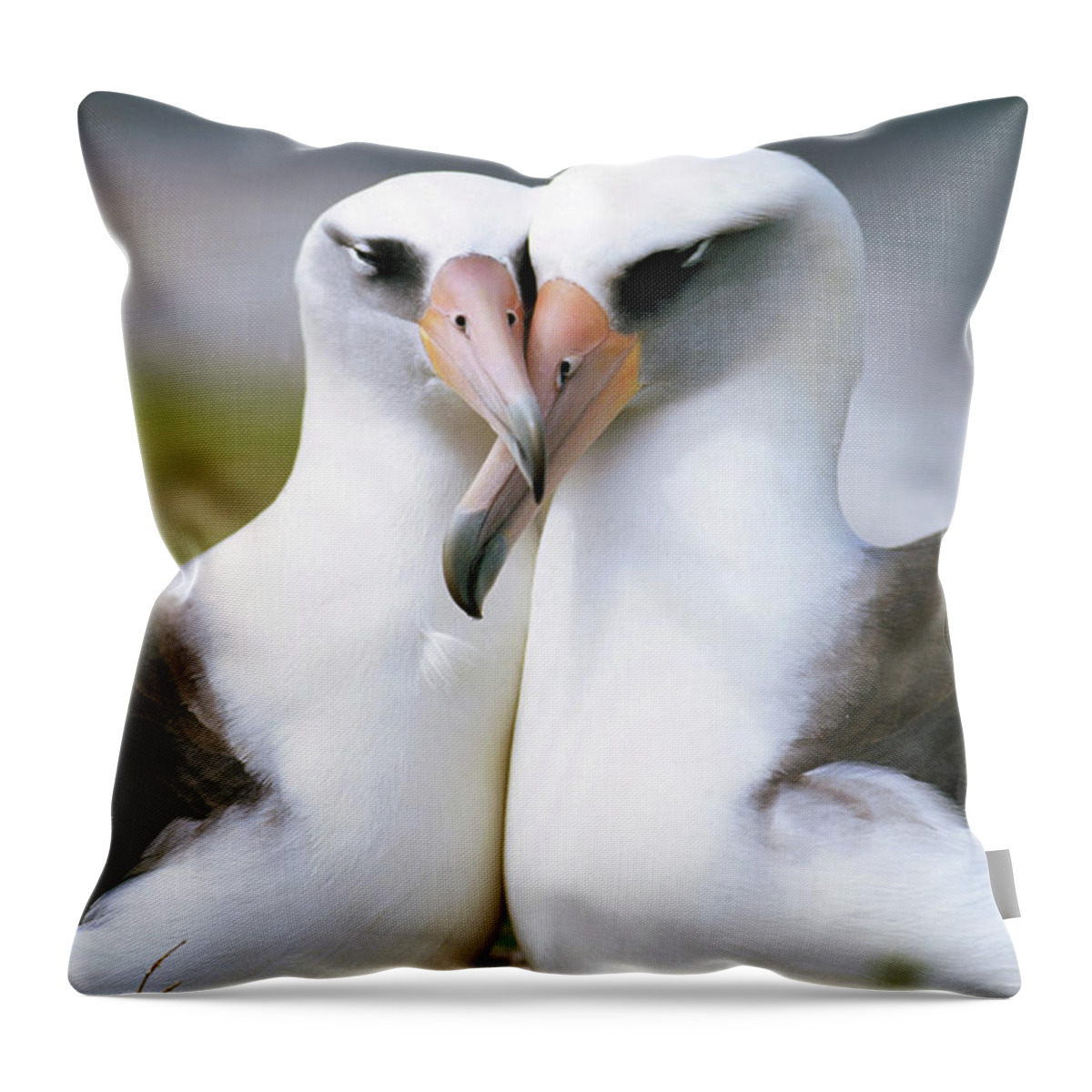 Mp Throw Pillow featuring the photograph Laysan Albatross Phoebastria by Tui De Roy