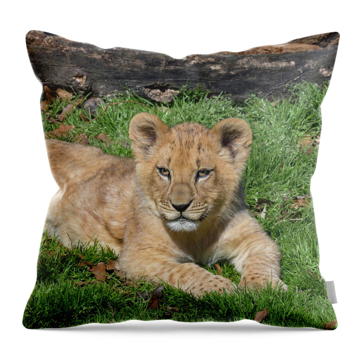 Lazy Little Leo Throw Pillow featuring the photograph Lazy Little Leo by Karen Jorstad