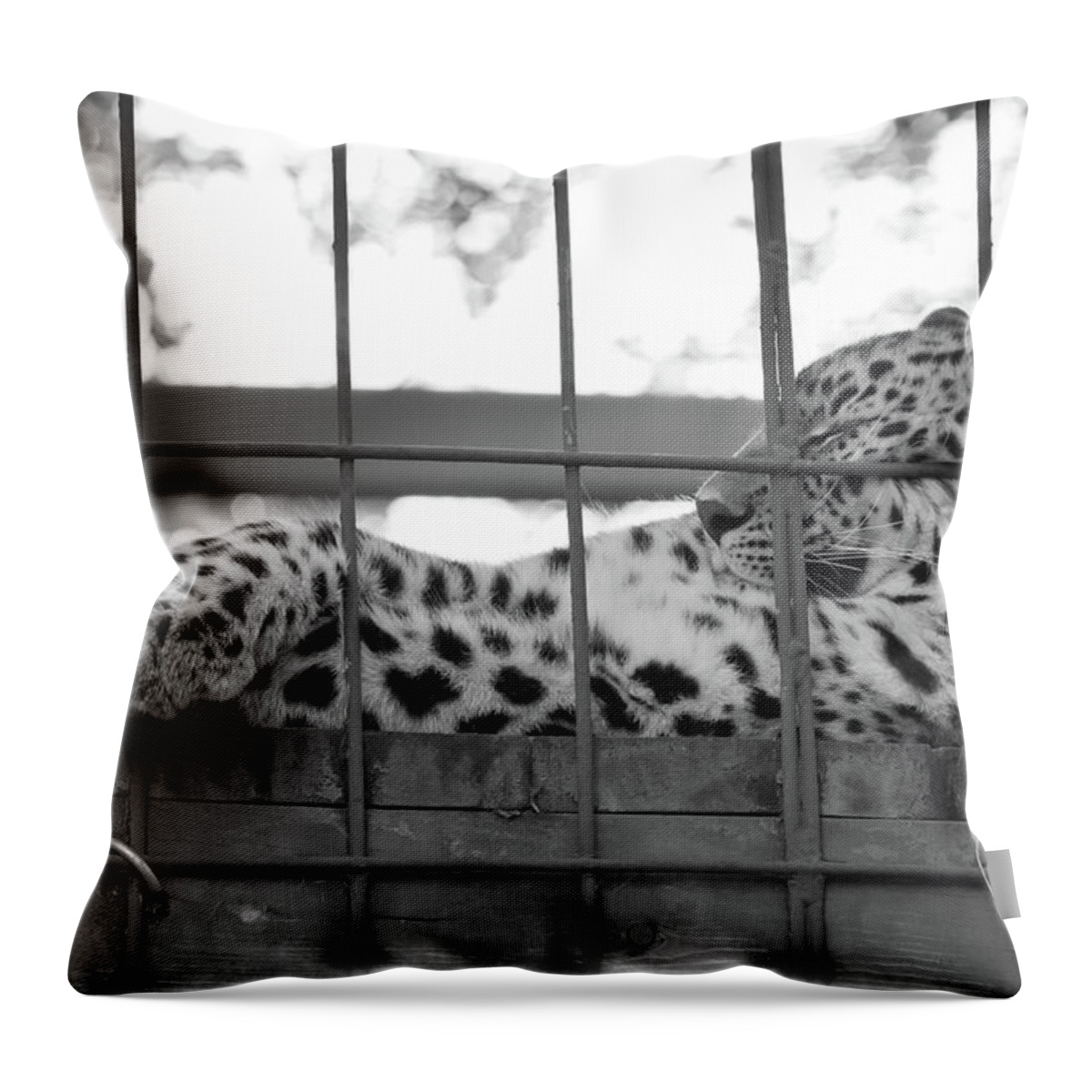 Zoo Throw Pillow featuring the photograph Lazy by Melissa Leda
