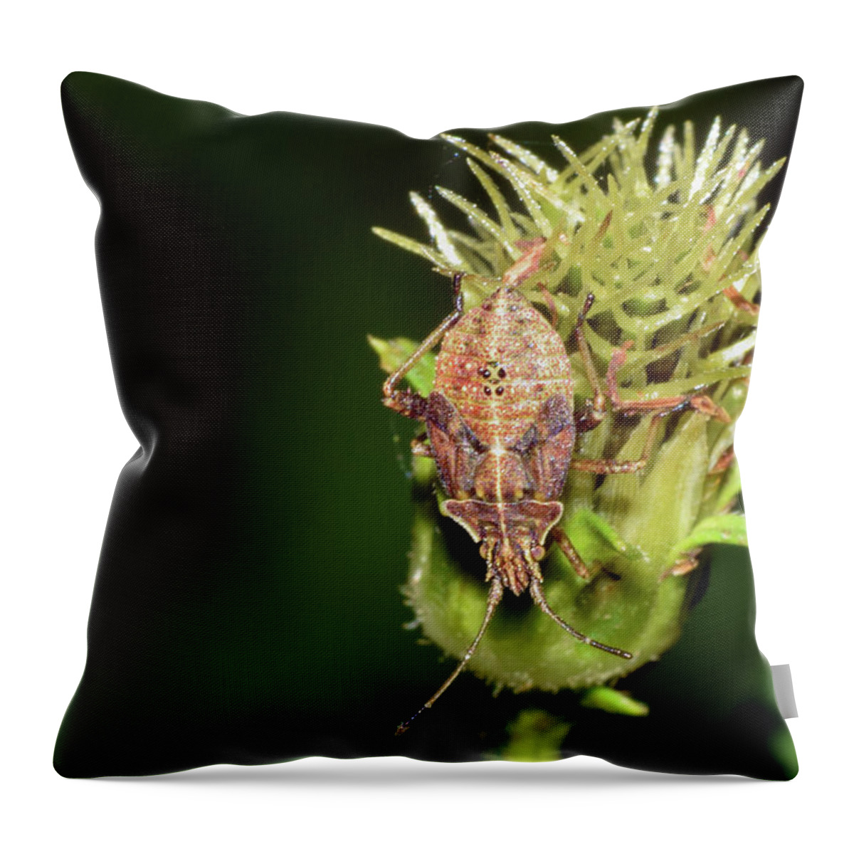 Photograph Throw Pillow featuring the photograph Leaf Footed Bug Nymph by Larah McElroy