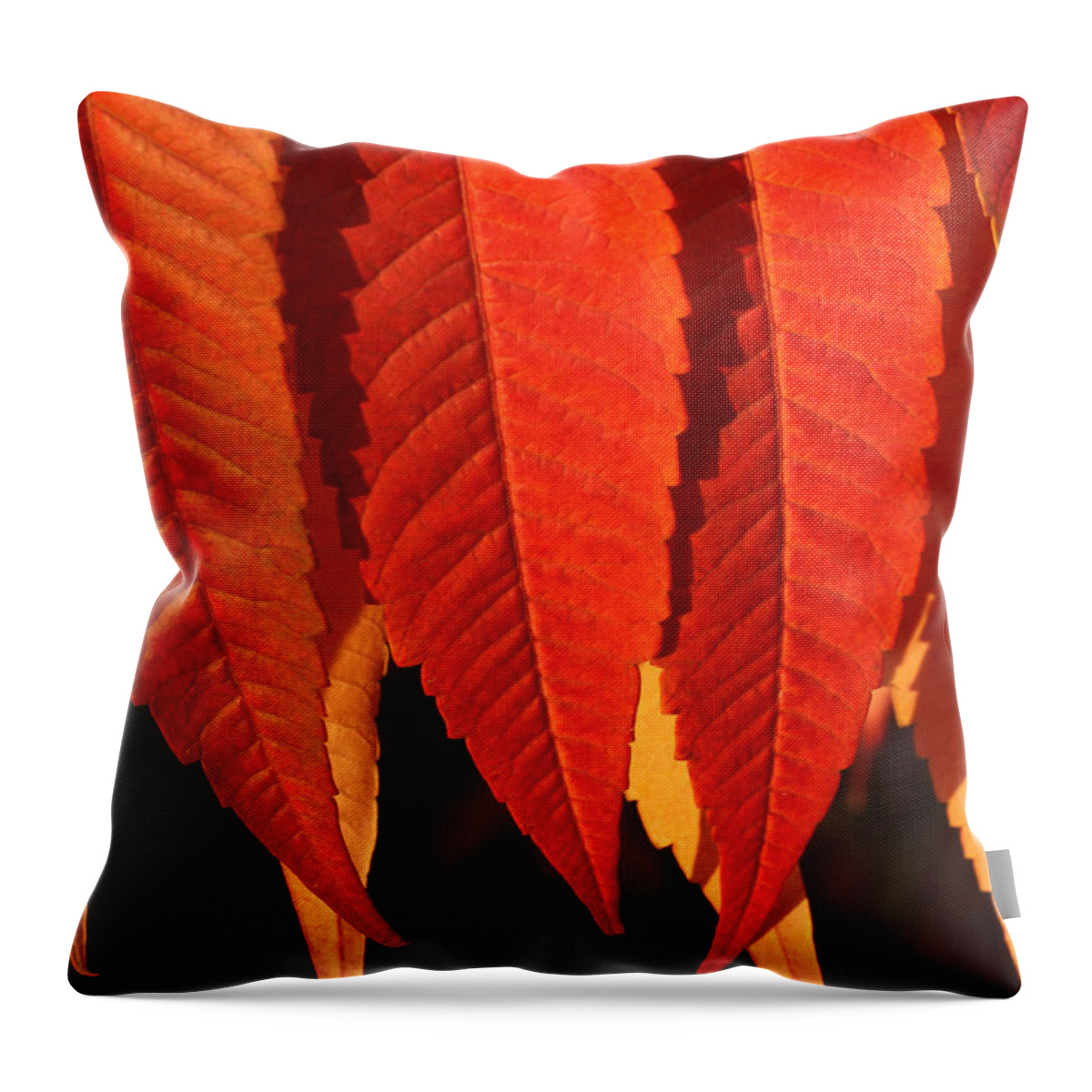 Connie Handscomb Throw Pillow featuring the photograph Leafy Valance by Connie Handscomb