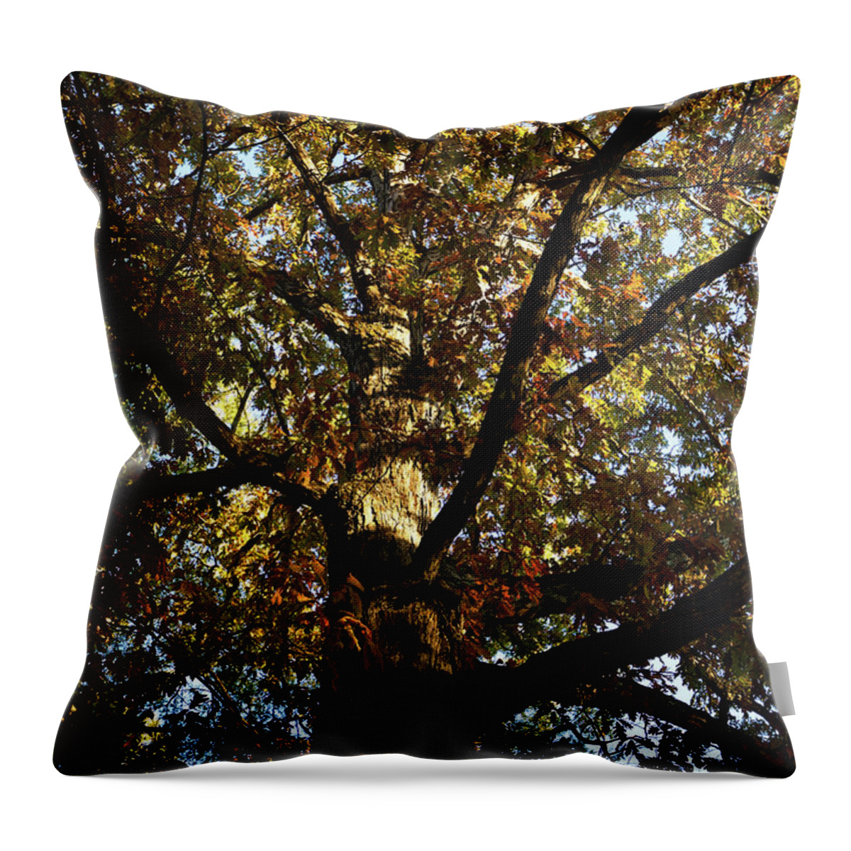 Tree Throw Pillow featuring the photograph Leaves and Branches by Lara Morrison