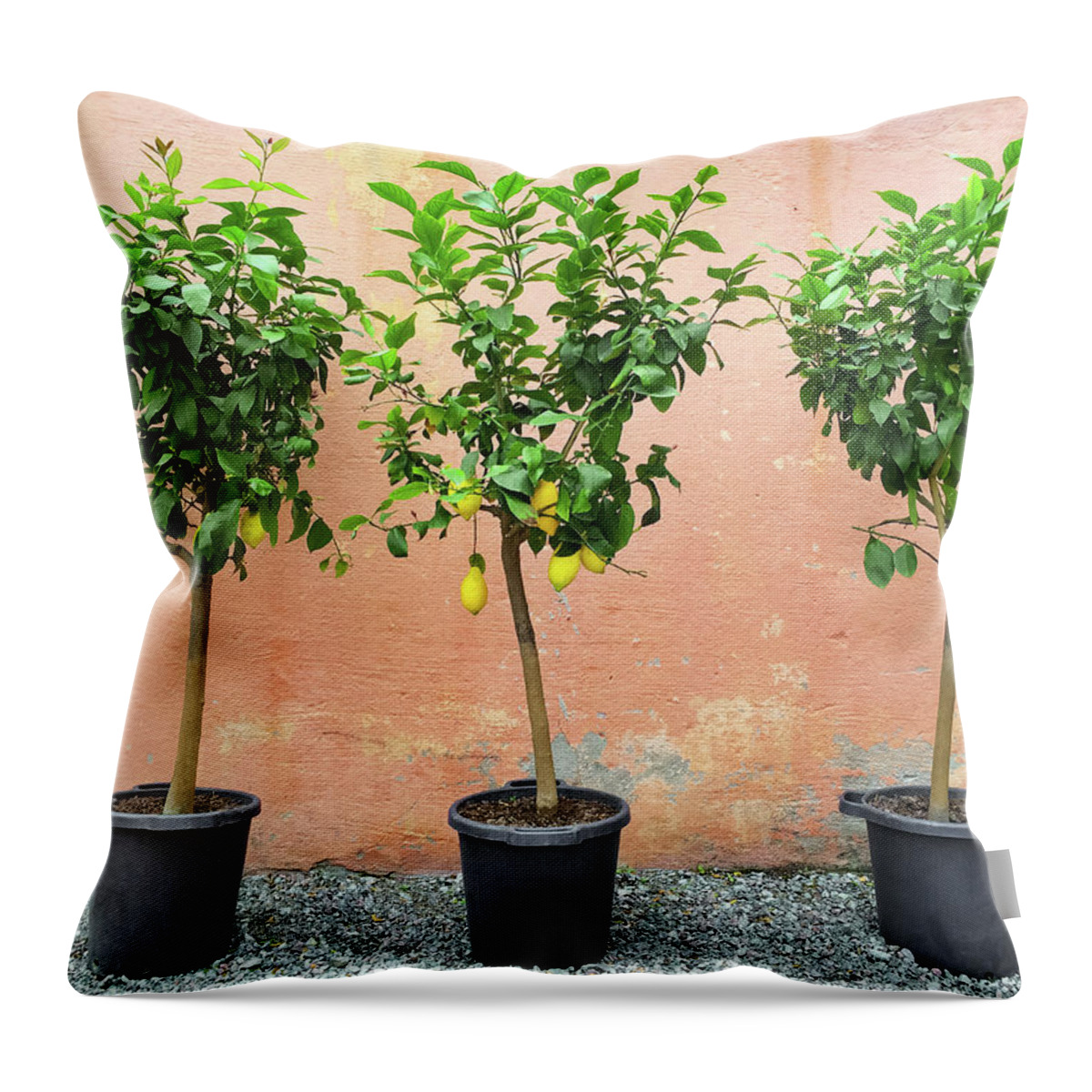 Tree Throw Pillow featuring the photograph Lemon trees with ripe fruits by GoodMood Art