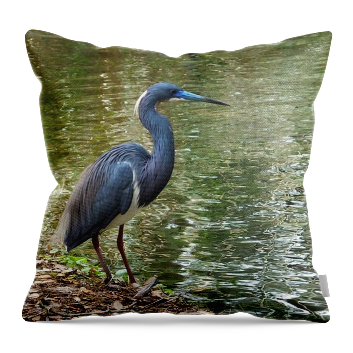 Lesser Blue Heron Throw Pillow featuring the photograph Lesser Blue Heron in Mating Plumage by Judy Wanamaker
