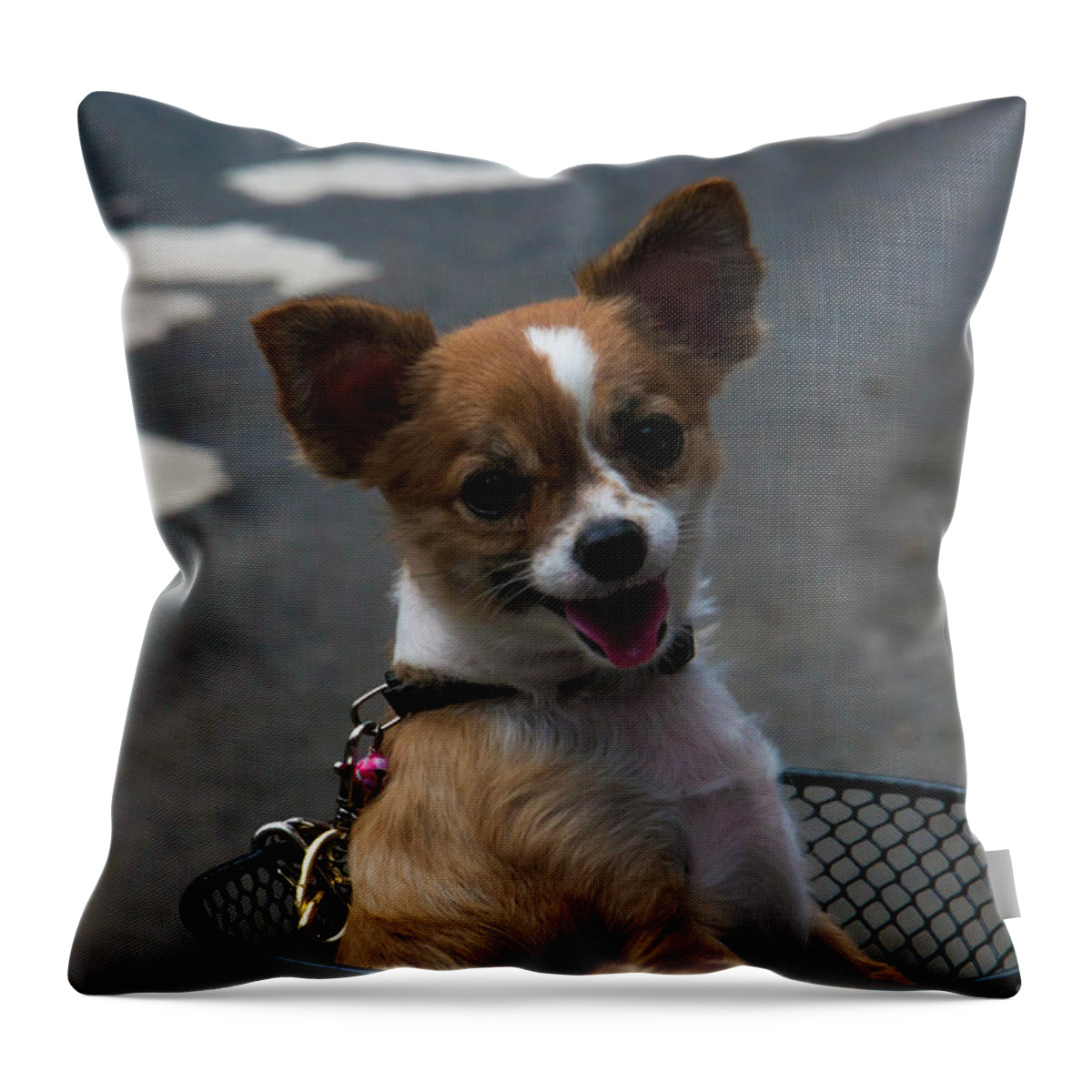 Dog Throw Pillow featuring the photograph Lets go for a ride by Jason Hughes