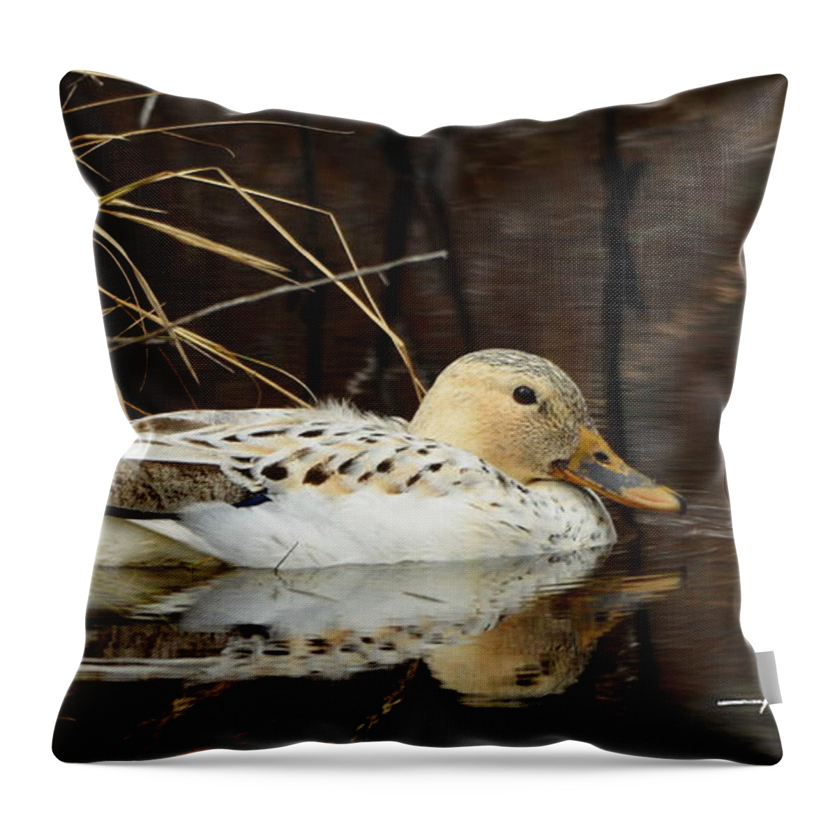 Bird Throw Pillow featuring the photograph Leucistic Mallard by Harry Moulton